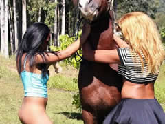 Group horse sex