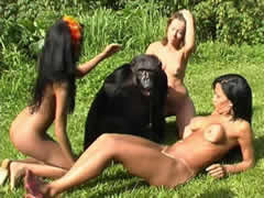 sex with chimpanzee