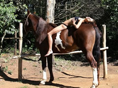 Brazilian horse sex