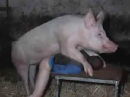 free amateur pig sex videos