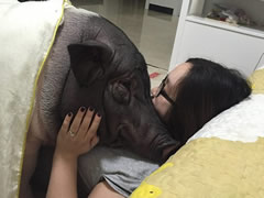 Sex with a pig