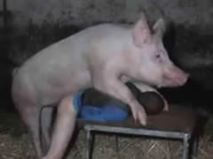 Sex with a pig