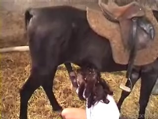 .:: Mega Zoo Funs ::.  Download full length animal sex video: Sex with a horse strongly excites any girl 