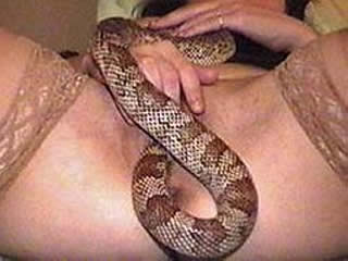 bestiality anal orgy with the snake