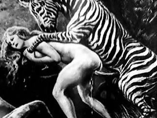 African zebra sex orgy